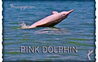Pink Dolphin