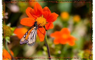 Beautiful Monarch Butterfly