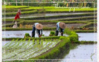 Rice Harvest