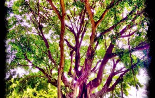 Banyan Tree