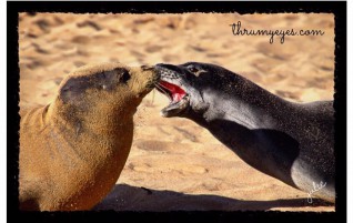 Hawaiian Monk Seals