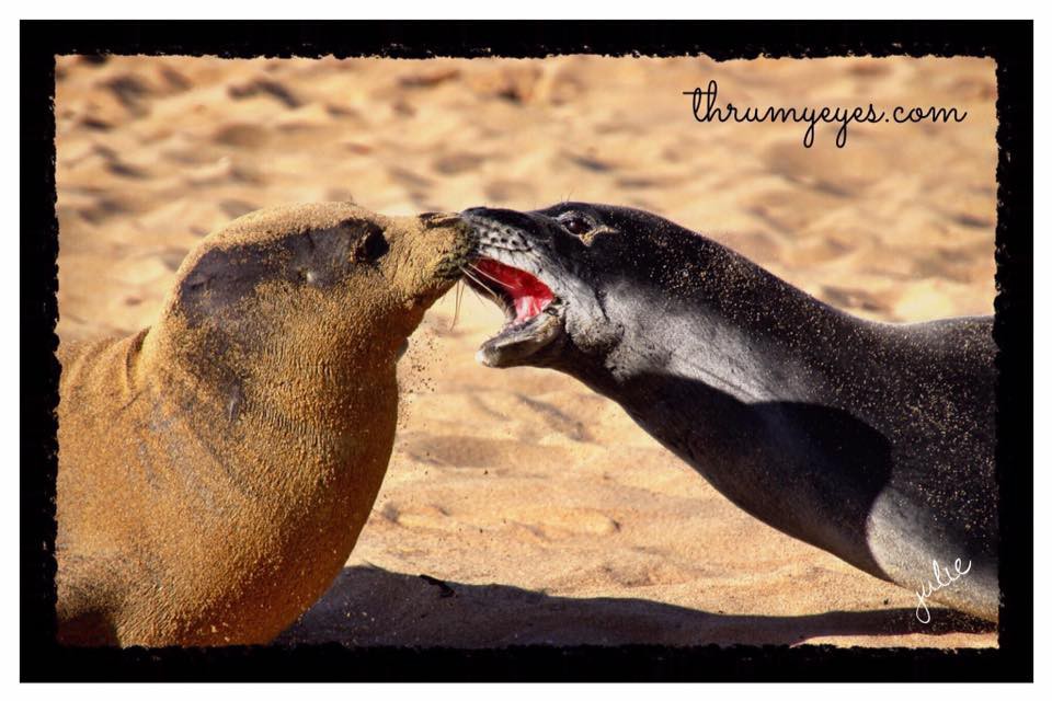 HawaiianMonkSeals