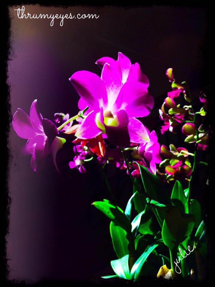 Orchid