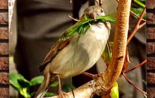 Sparrow