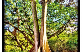 Giant Australian Fig Tree