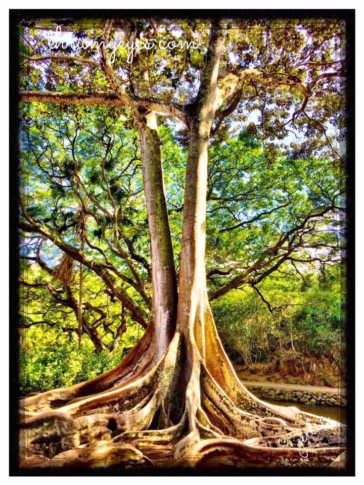 AustralianFigTree