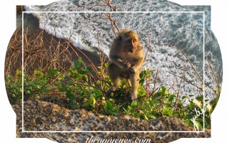 Monkey With My Glasses