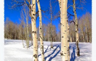 Quaking Aspens