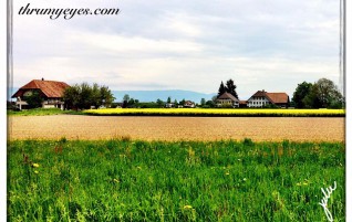 Awesome Fields