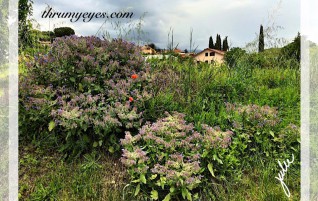 Beautiful Flowers
