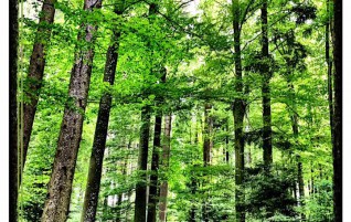 Beautiful Forest