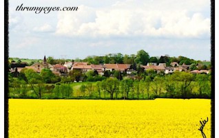 Beautiful Fields of Yellow