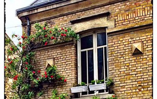 Growing Up The House