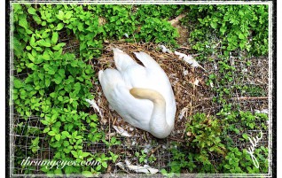 Nesting Swan