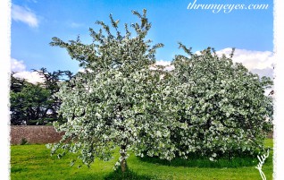 Flowering Trees