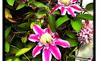 Flowers from Di’s Garden