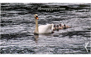 Swan with her Cygnets