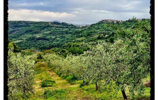 Olive Grove