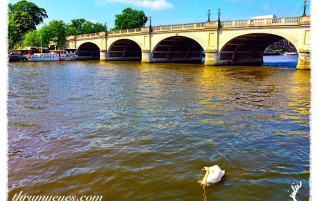 Swan on the River Thames