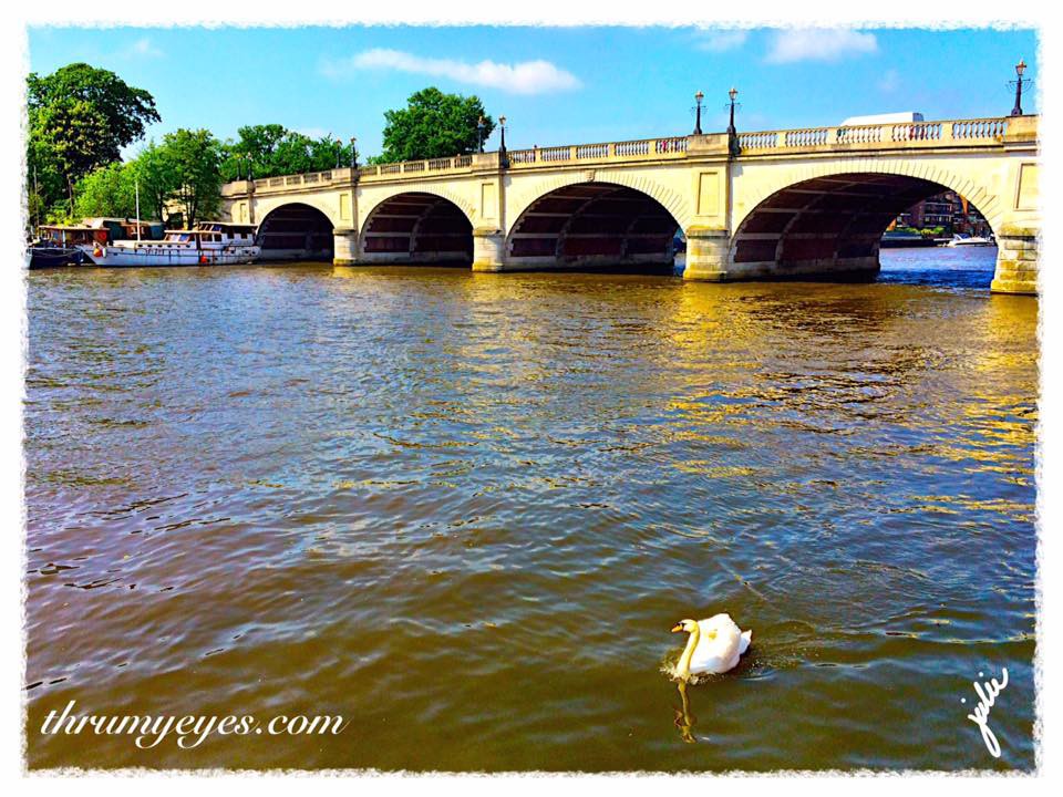 SwanRiverThames