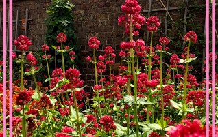 Hampton Court Gardens