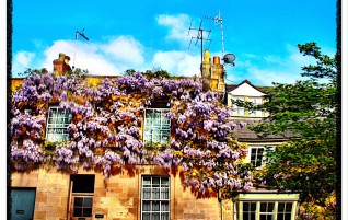 Wisteria