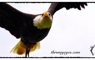 Bald Eagle