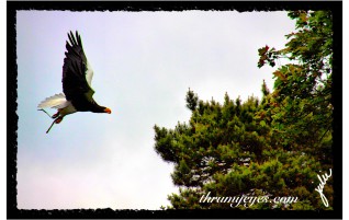Black Eagle