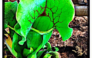Venus Flytrap