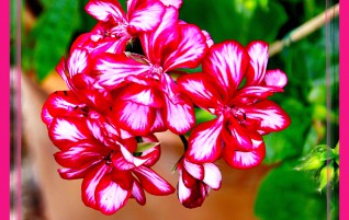 Gorgeous Flowers