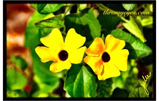 Black-Eyed Susan Vines