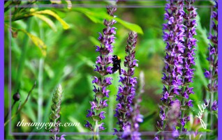 Lavender with Bumble Bee