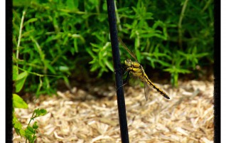 Dragon Fly