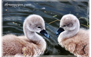 Adorable Cygnets