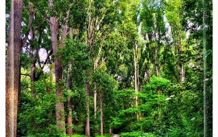 Path Thru The Forest