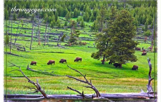 Buffalo Herd