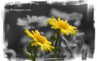 Yellow Daisies