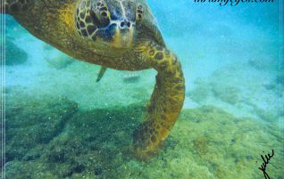 Swimming By