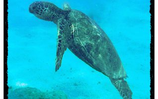 Hawaiian Green Turtle