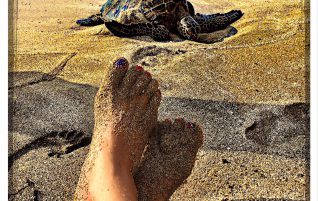 A Hawaiian Green Turtle