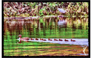 Ducklings Following Mama