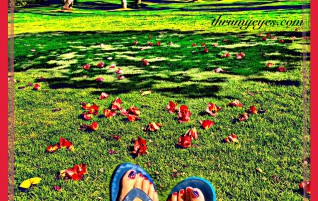 Amongst The Petals