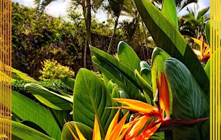 Bird Of Paradise