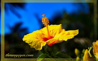 Yellow Hibiscus