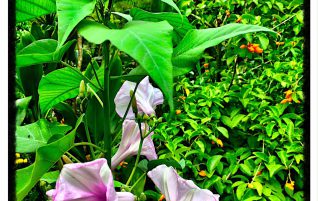 Beautiful Flowers