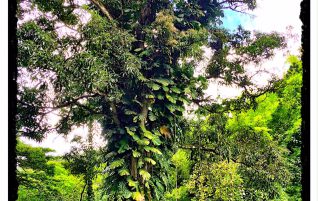 Waimea Valley