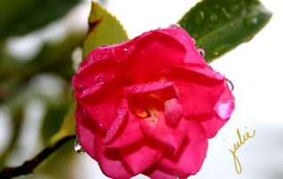 Camellia
