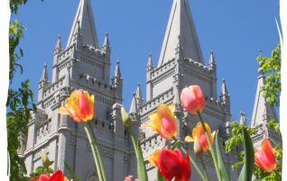 Close-up With Tulips
