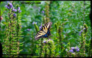 Swallowtail