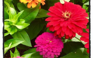 Bumble Bee & Flowers